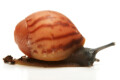 Archachatina marginata grevillei Cameroon striped juvenil